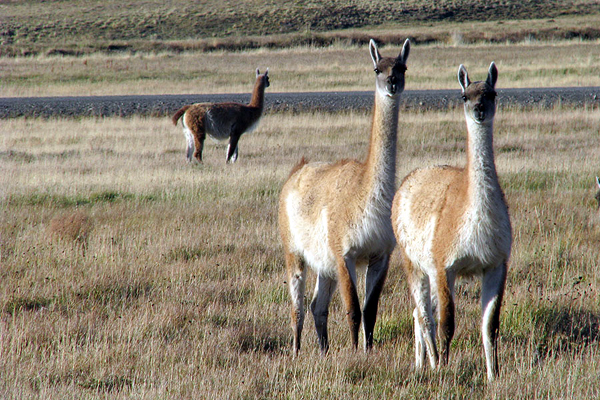 Kris Tompkins sale en defensa de guanacos en el sur del país