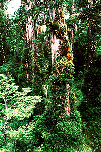 Comenzó trabajo del Consejo de Política Forestal