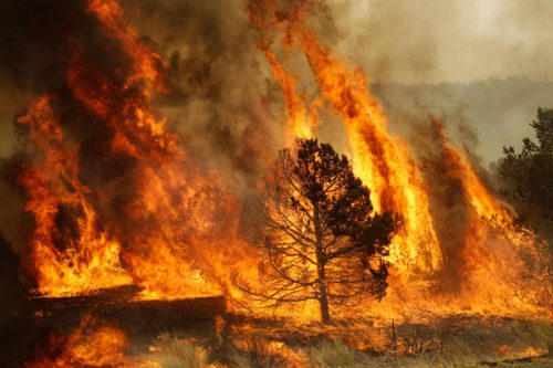 Brigadistas contienen incendio que afecta a Parque Nacional Conguillío