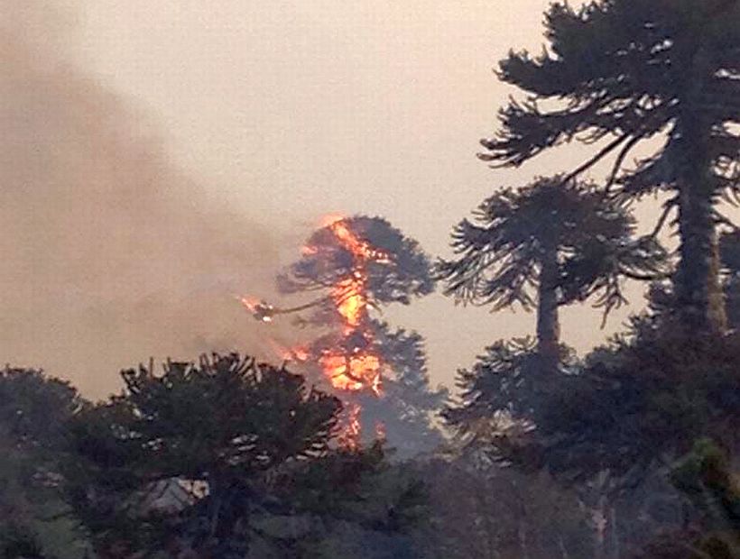 En el Día Mundial del Medio Ambiente, Biobío pone énfasis en el impacto de los incendios forestales en la biodiversidad