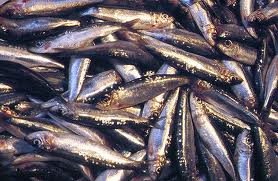 Subpesca abre zona de captura para sardinas y anchovetas