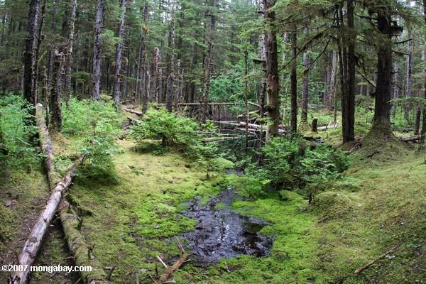 Los bosques templados de Chile sufrirán el cambio climático de distinta forma