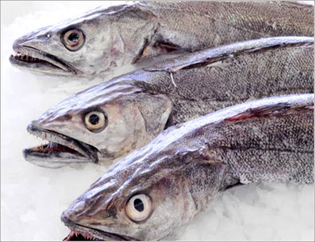 Pesca ilegal de merluza común crece 100% en 2015, y sector industrial pide mayor fiscalización