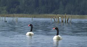 Vocera del Movimiento Acción por los Cisnes: “No podemos decir que esto nunca más va a ocurrir en el país”