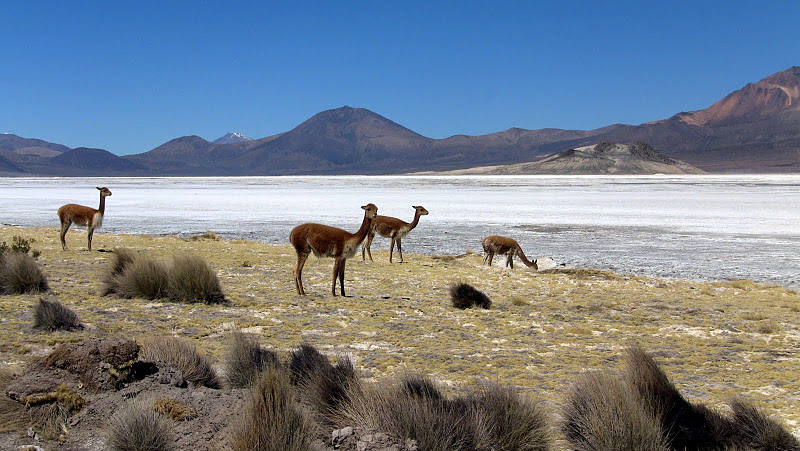 Bachelet crea y deroga Parque Nacional Salar del Huasco  violando Convención de Washington