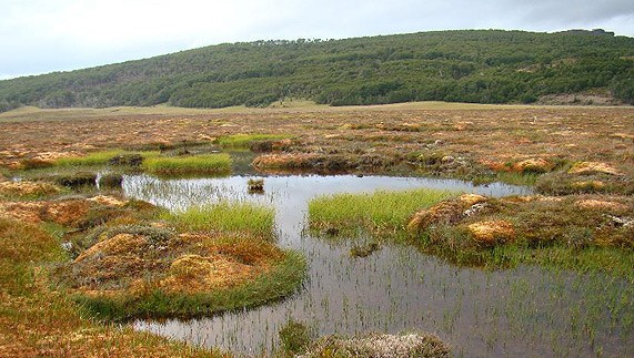 Las turberas son el arma secreta, junto con el bosque nativo, para capturar carbono