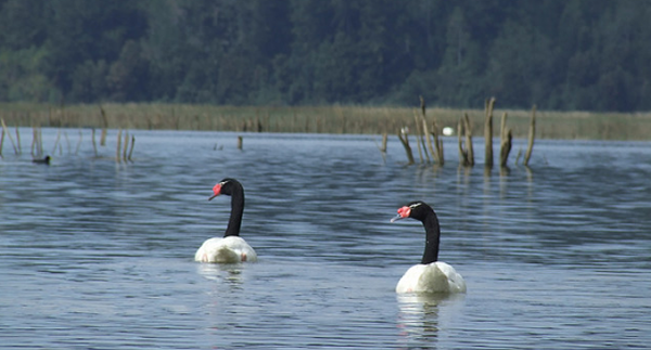 El aumento de aves en los humedales del río Cruces es una muestra de su recuperación