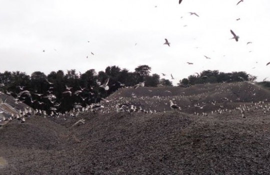 SMA sancionó a empresa Cal Austral de Chiloé