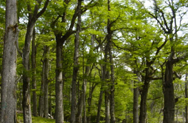 El inicio del futuro de los bosques chilenos