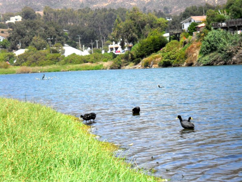 Alertan por impacto ambiental que afecta a Laguna de Zapallar