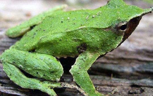 El número de especies amenazadas alcanzó récord durante 2017