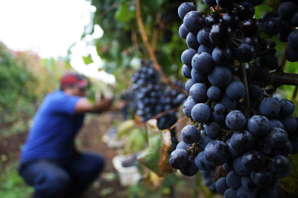 Cambio climático: viñas chilenas comienzan a mudarse más al sur