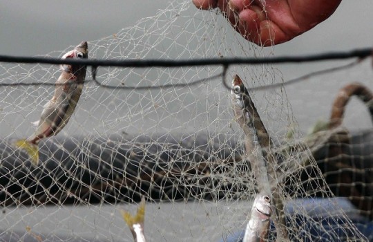 Esta medianoche se inició veda de sardina común y anchoveta