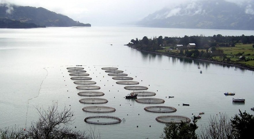 Se aprueba construcción de nueva piscicultura de salmones en Magallanes