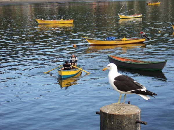 Posible instalación de proyectos salmoneros en la costa de Valdivia preocupa a ONG ambiental