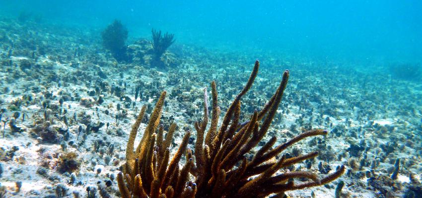 ¡Cuidado!: La minería propone llevar sus desechos al mar