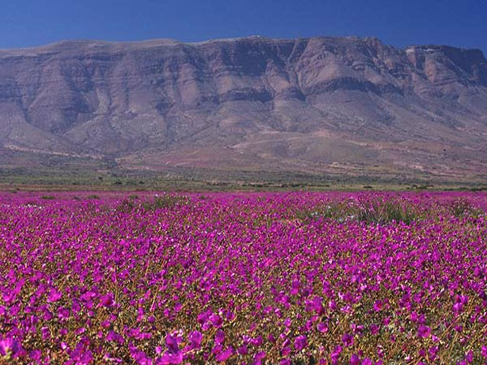 “Al desierto florido hay que visitarlo, cuidarlo y no destruirlo”