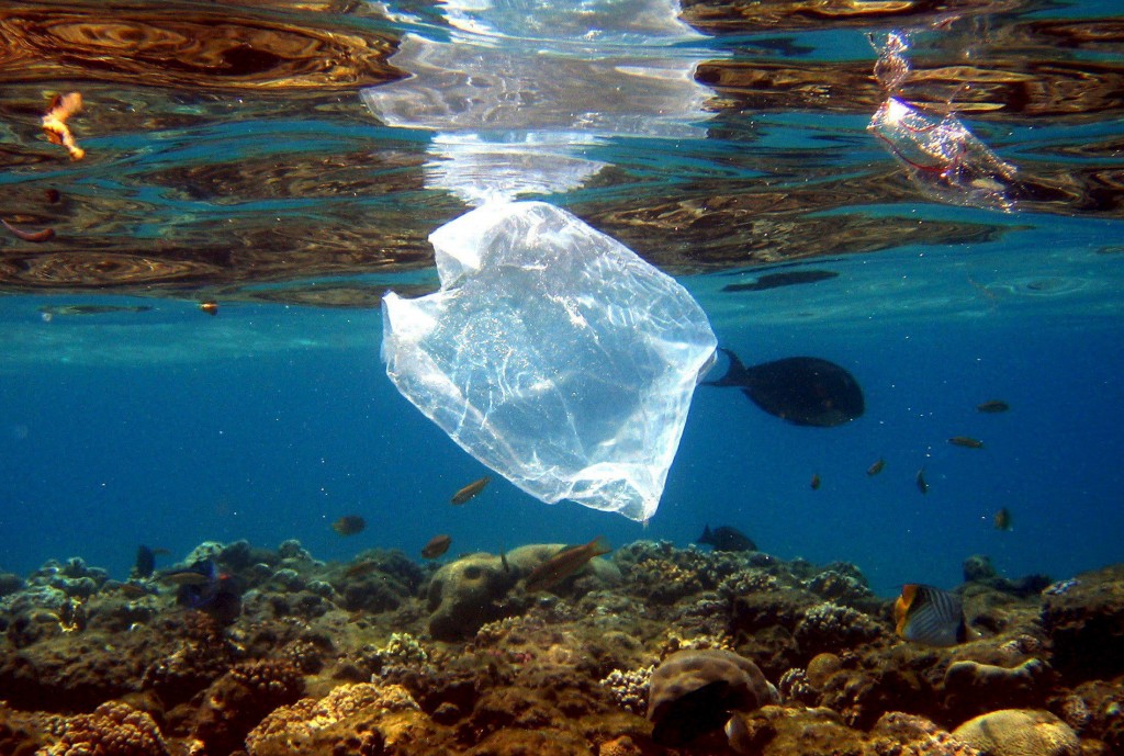 Autoridades alertan sobre el daño que producen bolsas y desechos plásticos en océanos