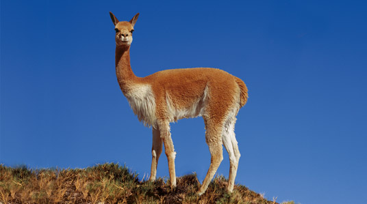 El mercado del lujo y una legislación débil ponen en riesgo a la vicuña chilena