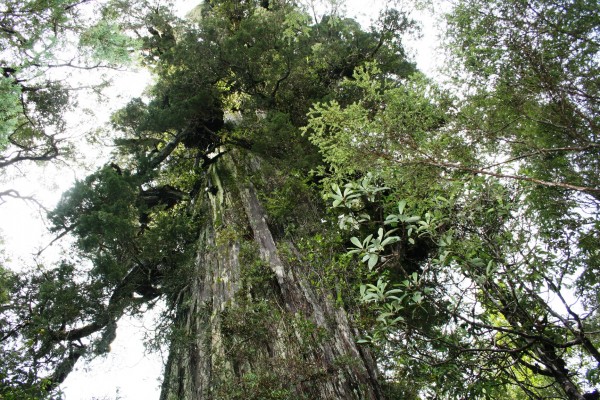 Cortan alerce de mil años en tala ilegal descubierta en la Región de Los Ríos