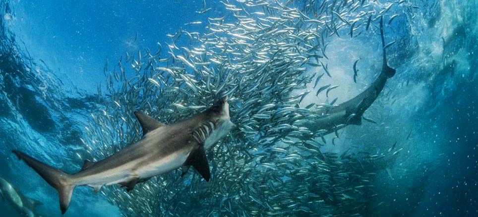 Pescadores pascuenses piden a canciller agilizar medidas para proteger mar de la isla