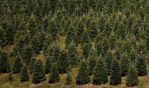 Plantaciones forestales: factor clave en la tormenta perfecta