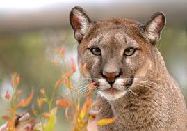 El puma es un depredador clave para el equilibrio biológico