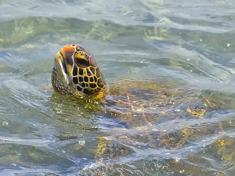 Chile es anfitrión de convención interamericana para la protección de las tortugas marinas