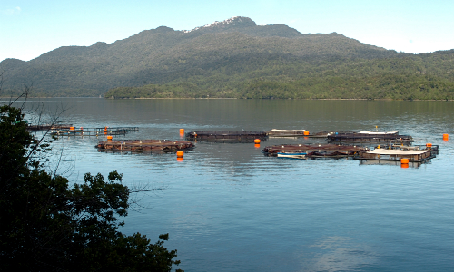 Organizaciones realizan llamado a no consumir “salmón químico” chileno