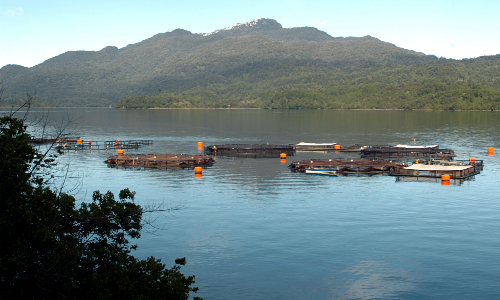 Salmones: Gobierno rechaza subir límite de crecimiento productivo a la industria