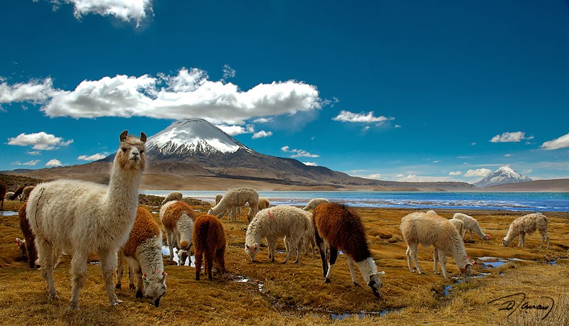 El lago Chungará se está volviendo un vertedero