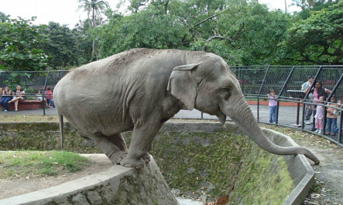 Elefantes del Zoo ayudan a reforestar el Cerro San Cristóbal
