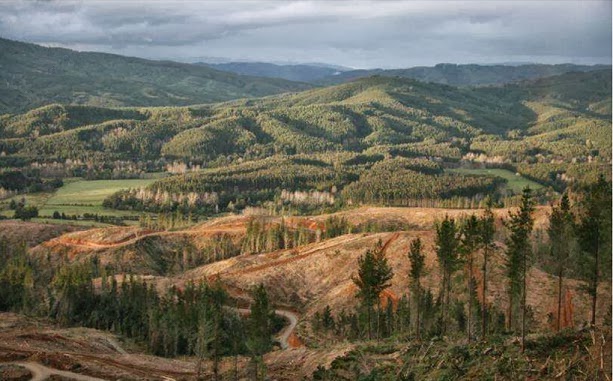 Se quedan o se van: Plebiscitarían permanencia de forestales en Tirúa