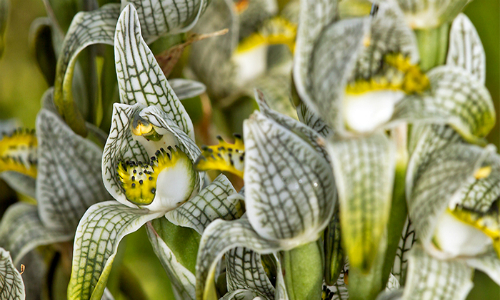 Las orquídeas chilenas sorprenden por su colorido diverso y gran fragilidad