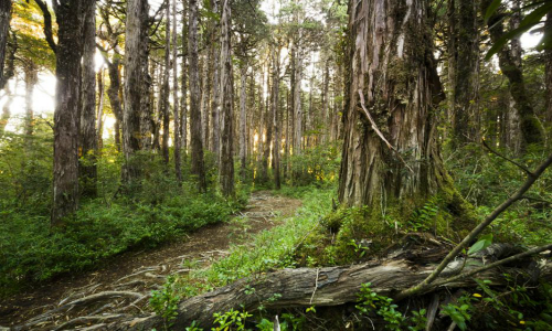 CONAF y PDI realizaron fiscalización aérea en Parque Nacional Alerce Costero