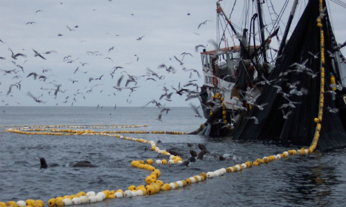 Cambios a Ley de Pesca entran al congelador y gobierno no cumple con envío al Congreso