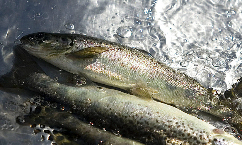 Gobierno define fórmula para bajar producción salmonera en el país pero no establecerá cuotas