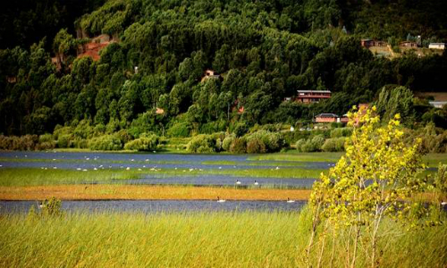 Los esfuerzos para controlar el luchecillo en el Lago Lanalhue