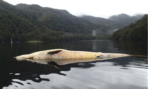 Nueva expedición para dilucidar la muerte de 337 ballenas