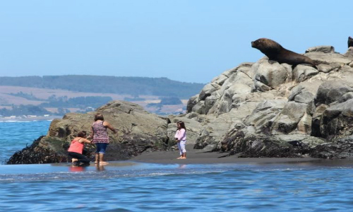 Brindan apoyo municipal a Codeff para proteger lobos marinos