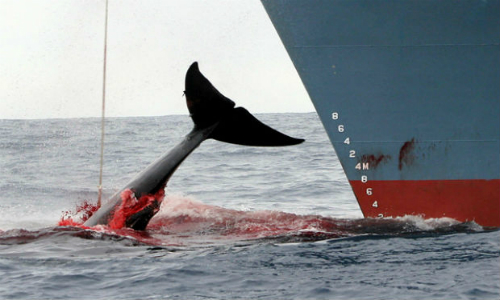 Países acuerdan elevar controles a cacería de ballenas
