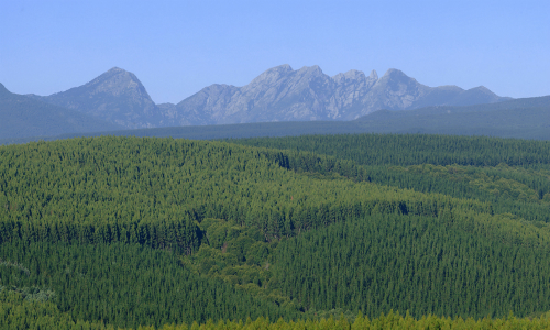 Gobierno analiza eliminar subsidio a empresas forestales