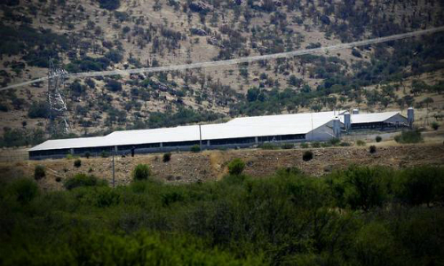 Tribunal Ambiental cierra planta de cerdos Porkland