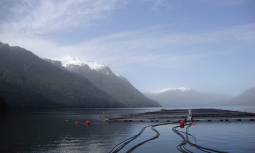 Sacrificando Chiloé por la producción salmonera