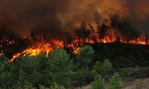 Incendios forestales arrasan con 10 mil hectáreas en siete días