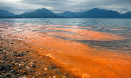 Microalga causante de la Marea Roja aumenta en intensidad y extensión