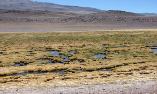 SMA sanciona a minera Maricunga por daño ambiental irreparable a humedales