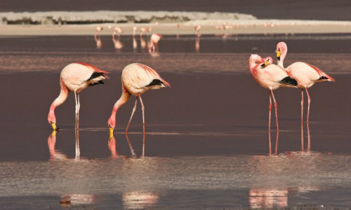 El ‘acuerdo de caballeros’ que Minera Escondida nunca respetó y que amenaza la fauna nativa