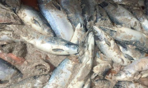 Organizaciones logran receso de causa por vertimiento de salmones en Chiloé