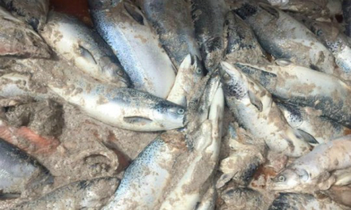 Fiscalía busca declarar sobreseimiento en causa por vertimiento de salmones